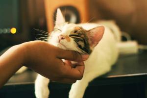 Chat